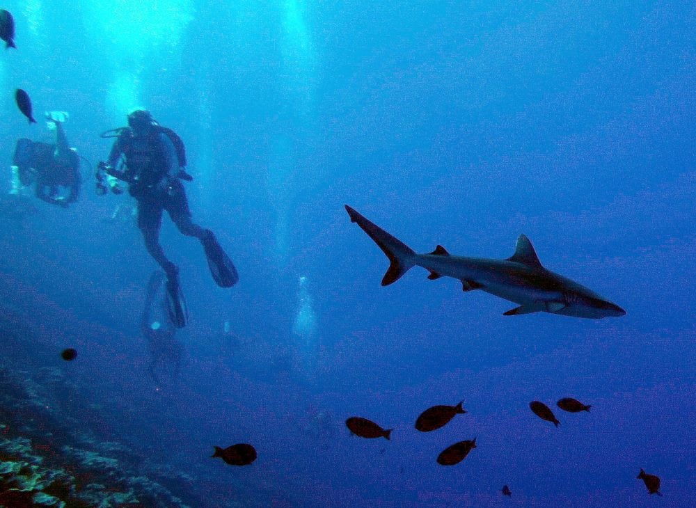 Millenium Atoll divers with sharks