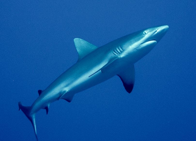 Shark at Millenium Atoll