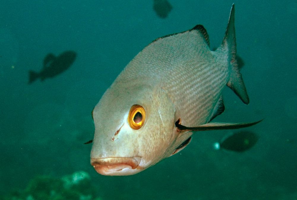 Snapper at Millennium Atoll