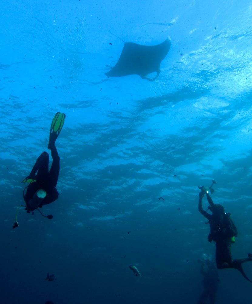 Divers with manta at Millennium Atoll