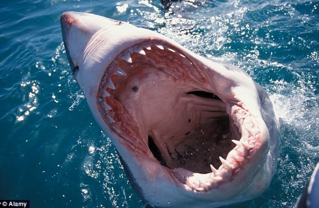 great white shark gaping mouth