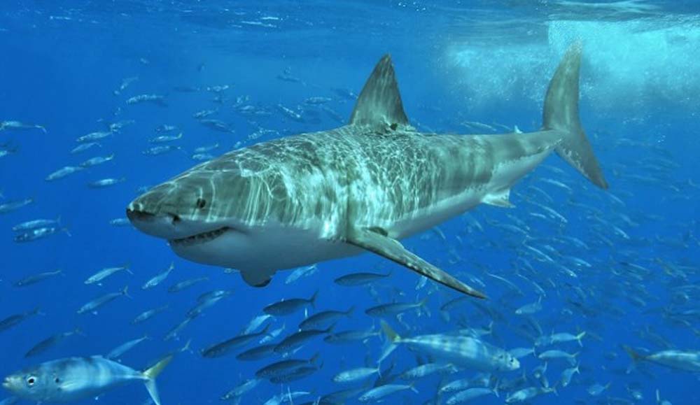 great-white-shark-in-australia-bondi-beach