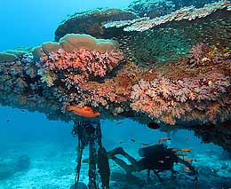 Monolithic stack at koh bon cove diving andaman sea feature
