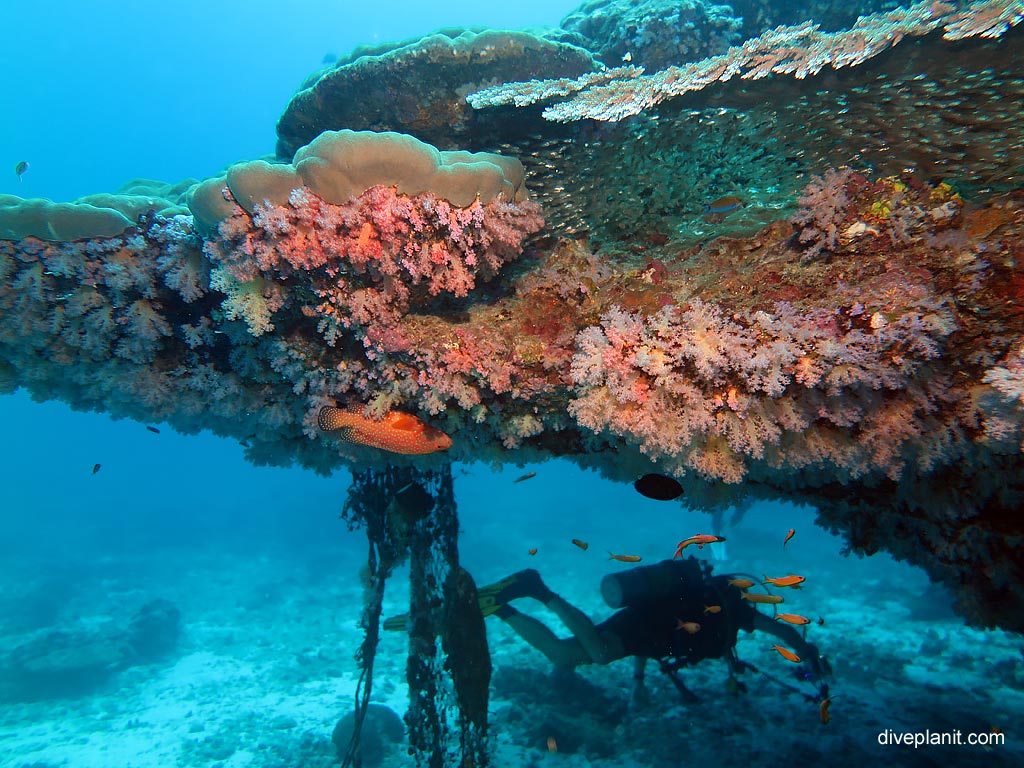 Diving Similan & Surin Islands - Monolithic stack at Koh Bon Cove diving with Sea Bees