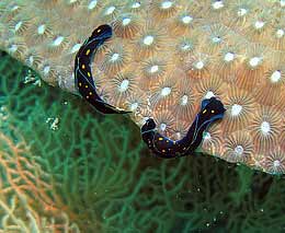 Blue with yellow spots flatworm or nudi at shark point diving andaman sea feature