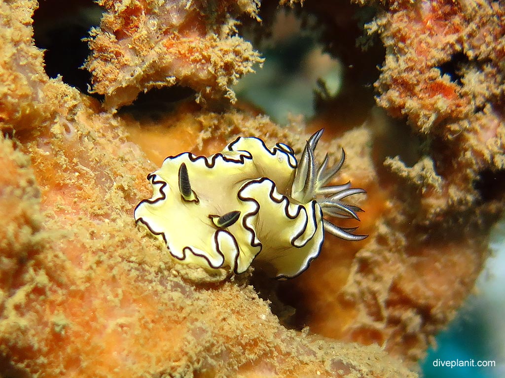 Dorid nudibranch Dark Margin Glossodoris at King Cruiser Wreck diving with Sea Bees. Scuba holiday travel planning for Thailand - where, who and how