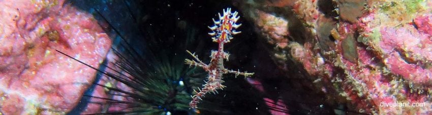 Ornate ghost pipefish at richelieu rock diving andaman sea banner