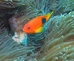 Red saddleback anemonefish quite rare at richelieu rock diving andaman sea feature