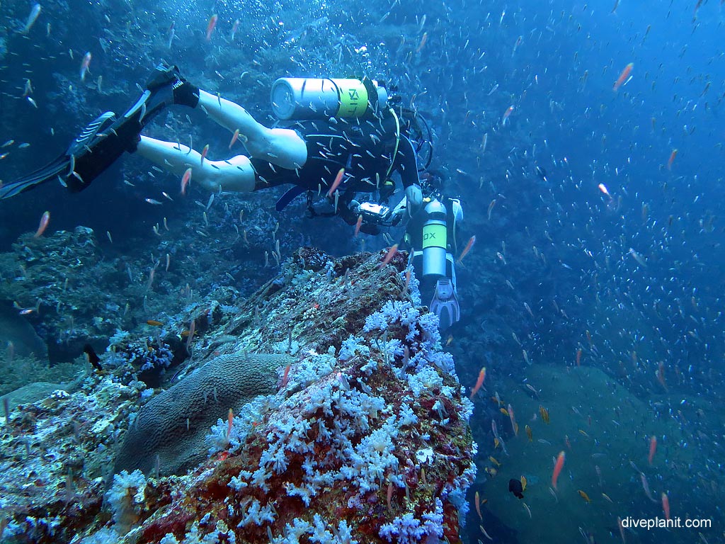Diving Similan & Surin Islands - Terrain shot of West Ridge at Koh Bon West Ridge diving with Sea Bees