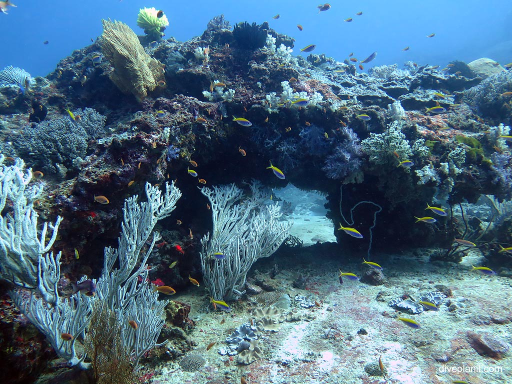 Diving Similan & Surin Islands - Pretty reef scene with corals and fish at Ko Payu West of Sweden diving with Sea Bees