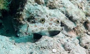Signal goby at hardy reef diving whitsundays