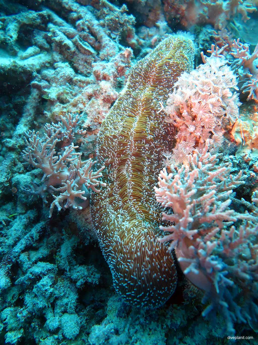 Coral at Hardy Reef on the Great Barrier Reef