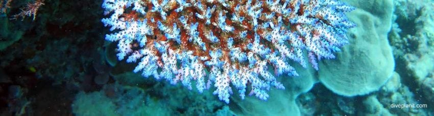 Blue tinged acropora at hardy reef diving whitsundays