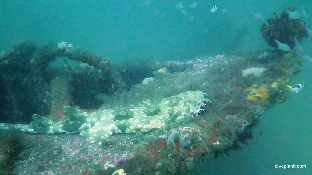 Diving SS Oakland Nelson Bay Port Stephens