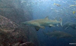 Grey nurse at south west rocks