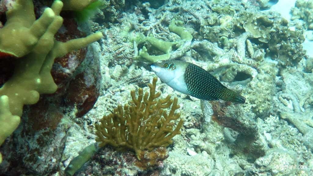Half and half wrasse at turtle bay on norman reef aboard the sea quest diving the great barrier reef