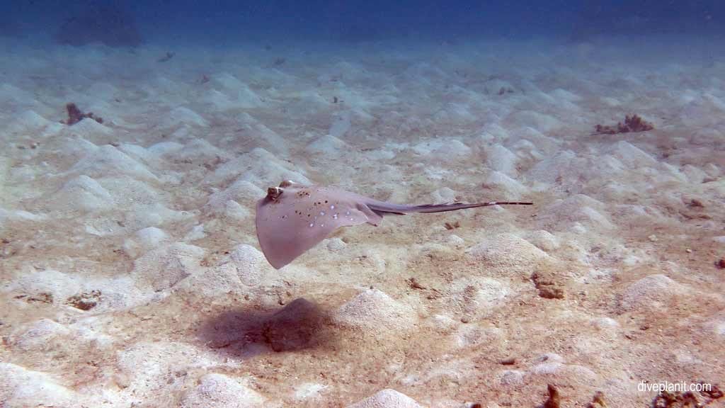 Spotted blue stingray swimming over the sand at turtle bay on norman reef aboard the sea quest diving the great barrier reef