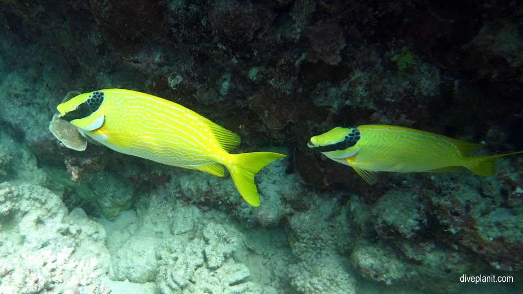 Masked rabbitfish at turtle bay on norman reef aboard the sea quest diving the great barrier reef