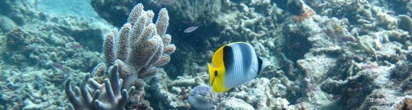 B double saddle butterflyfish at caves on norman reef aboard the ocean quest diving the great barrier reef banner
