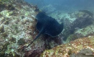 Bull ray at buchanans wall diving south solitary islands