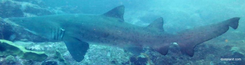 Long thin shark at south west rocks diving gutters banner