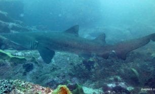 Long thin shark would make a good feature image at south west rocks diving gutters