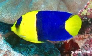 Angelfish bicolour angelfish centropyge bicolour gbr