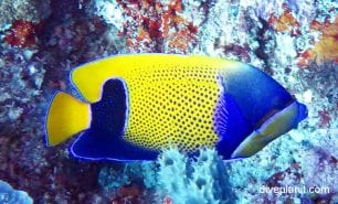 Angelfish blue girdle angelfish pomacanthus navarchus thl