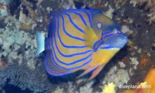 Angelfish blue ringed angelfish pomacanthus annularis bal
