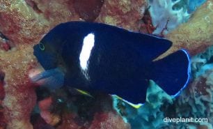 Angelfish keyhole angelfish centropyge tibicen bal