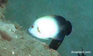 Angelfish pearl scaled angelfish centropyge vroliki hon