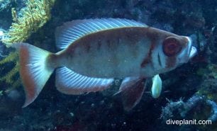 Big eye cresent tailed bigeye priacanthus hamrur bal