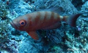 Big eye cresent tailed bigeye priacanthus hamrur gil