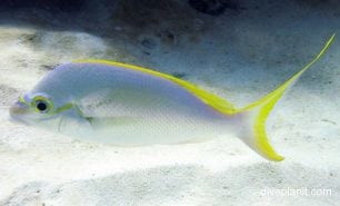 Bream monogram monocle bream scolopsis monogramma her