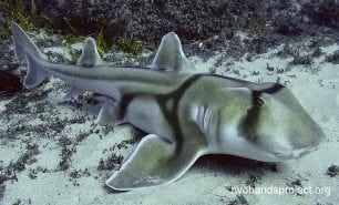 Bullhead shark port jackson shark heterodontus portusjacksoni nsw hp