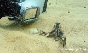 Bullhead shark port jackson shark heterodontus portusjacksoni nsw hp juvenile