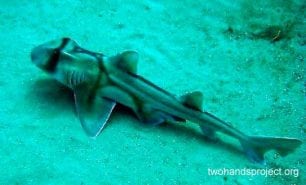 Bullhead shark port jackson shark heterodontus portusjacksoni nsw hp