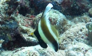 Butterflyfish pennant bannerfish heniochus chrysostomus gbr