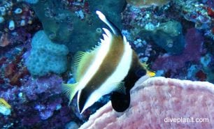 Butterflyfish pennant bannerfish heniochus chrysostomus thl