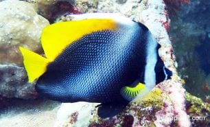 Butterflyfish singular bannerfish heniochus singularis bal