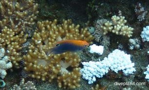 Damselfish speckled damsel pomacentrus bankanensis bal