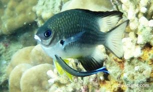 Damselfish spiny chromis acanthochromis polyacanthus hon