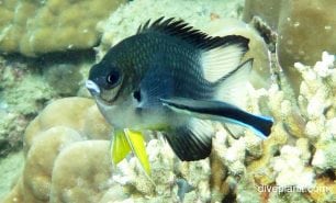 Damselfish spiny chromis acanthochromis polyacanthus hon