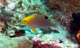 Damselfish talbots damoiselle chrysiptera talboti thl