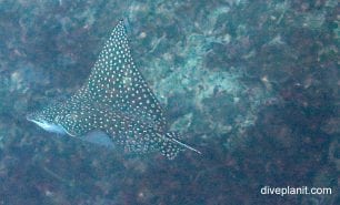 Eagle ray spotted eagle ray aetobatus narinari upi