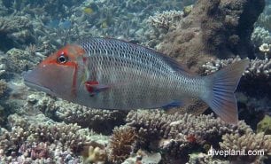 Emperor sweetlip emperor lethrinus miniatus her
