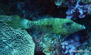 Filefish scribbled leatherjacket aluterus scriptus thl
