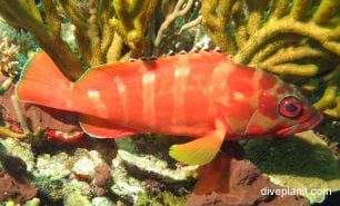 Grouper blacktip grouper epinephelus fasciatus gbr