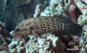 Grouper bluespotted rockcod cephalopholis cyanostigma gbr