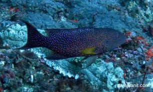 Grouper lyretail cod variola louti gil